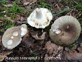 Russula cutefracta-amf1656